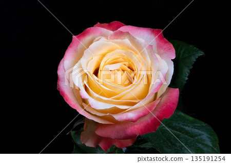 Solitary rose with green leaves, compact bloom isolated on black for minimalist composition crisp edges and subtle sheen create refined look for gift, logo or lifestyle visuals 135191254