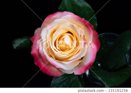 Stylish floral image, Refined depiction of yellow blossom with dramatic effects, Sophisticated presentation of yellow flower against dark background with artistic lighting 135191256