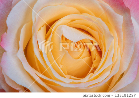 Elegant floral closeup, Detailed image of dewkissed rose, Intimate shot highlighting petal textures and edges, Closerange photograph capturing delicate beauty of blooming flower Elegant floral closeup, Detailed image of dewkissed rose, Intimate shot highlighting petal textures and edges, Closerange photograph capturing delicate beauty of blooming flower 135191257