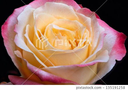 Gentle bloom in darkness, Single rose blossom with rosy edges on black backdrop, An isolated flower with pinktipped petals blooms gracefully against dark background 135191258