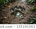Animal Footprint on Ground 135191563