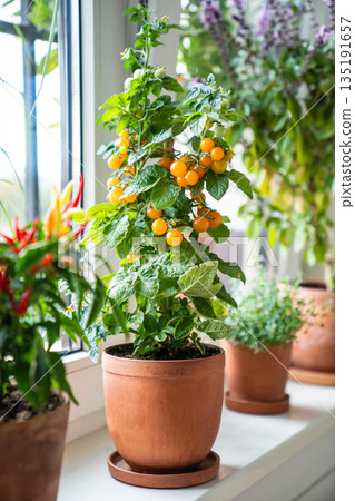 Homegrown of cherry yellow tomato, red hot pepper chili, Thai basil in clay pot growing at home 135191657