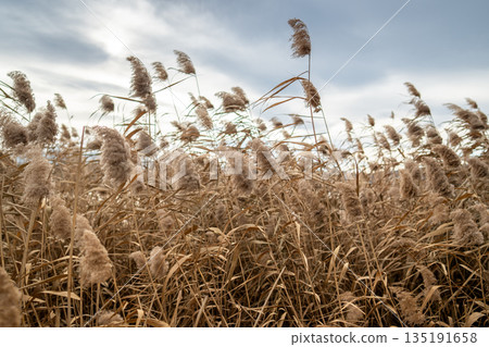 Dry fluffy pampas grass, reeds, stems swaying on wind at daylight. Dry fluffy pampas grass, reeds, stems swaying on wind at daylight. 135191658
