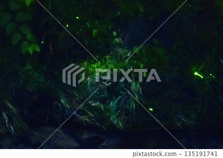 Fireflies glowing on the banks of a moonlit stream 135191741