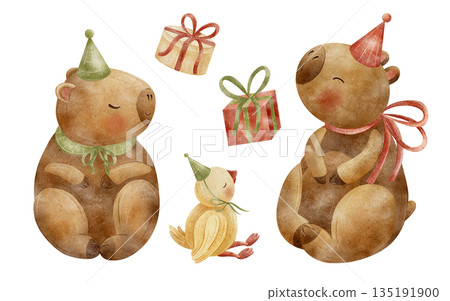 Watercolor illustration capybara animal, duck in party hat holding gift boxes. Guinea pig hand-drawn in childish style, isolated from background for design cards packaging posters birthday invitations Watercolor illustration capybara animal, duck in party hat holding gift boxes. Guinea pig hand-drawn in childish style, isolated from background for design cards packaging posters birthday invitations 135191900