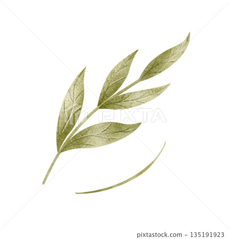 Watercolor twig green leaves. Hand-drawn illustration herbal plant, branch in childish style. Pastel colored elements, isolated from background for card, invitation, decor baby shower wedding birthday 135191923