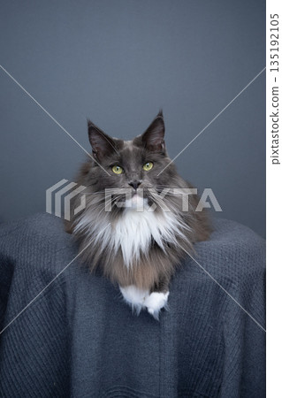 maine coon cat resting on comfortable pet bed 135192105
