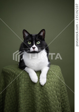 tuxedo cat studio portrait on green background tuxedo cat studio portrait on green background 135192107