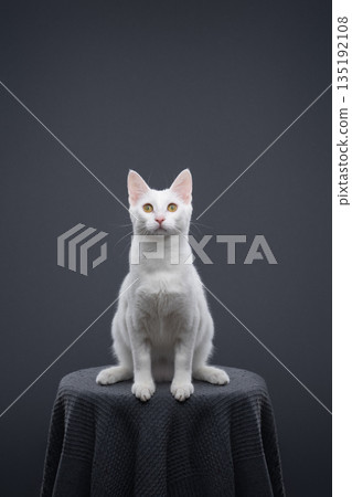 white cat on gray background portrait 135192108
