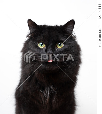 black longhair cat sticking out tongue on white background black longhair cat sticking out tongue on white background 135192111