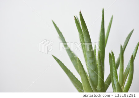 Aloe Aloe 135192281