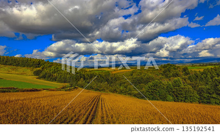 秋收時節的大豆田 135192541