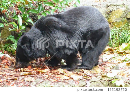 廣島市阿佐動物園的亞洲黑熊 廣島市阿佐動物園的亞洲黑熊 135192750