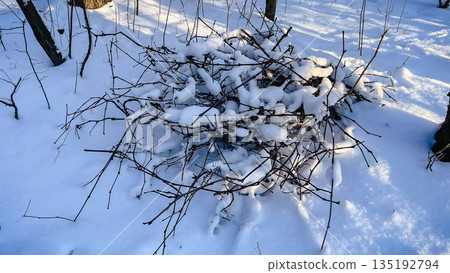 Pile of thin tree branches covered in thick white snow in a sunny winter forest with blue shadows 135192794