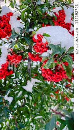 Vibrant red berries covered in fresh white snow on a green leafy branch during a cold winter day 135192798