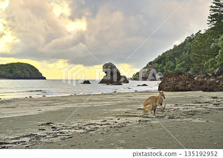 Kangaroo during sunrise at Cape Hillsborough on the beach Kangaroo during sunrise at Cape Hillsborough on the beach 135192952