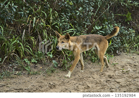 Wild dingo on Frazer Island approaching curiously Wild dingo on Frazer Island approaching curiously 135192984