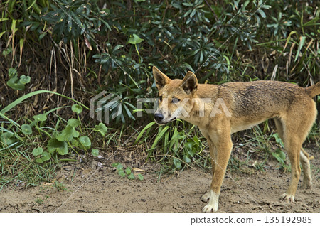 Wild dingo on Frazer Island approaching curiously Wild dingo on Frazer Island approaching curiously 135192985
