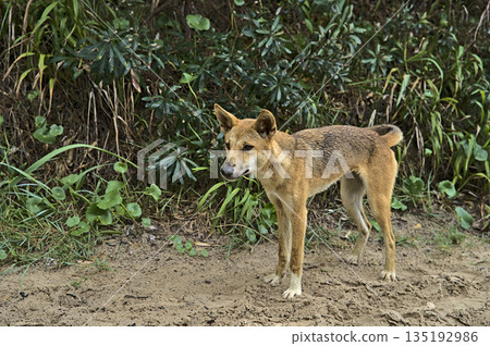 Wild dingo on Frazer Island approaching curiously 135192986