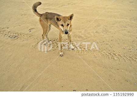 Wild dingo on Frazer Island approaching curiously Wild dingo on Frazer Island approaching curiously 135192990