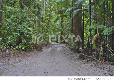 Frazer Island. sand track through the forest Frazer Island. sand track through the forest 135192992