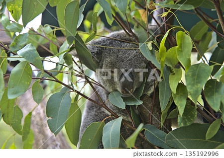 Koala bear in Australia on a tree 135192996