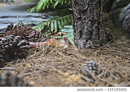 Yawning snake in the Australia Zoo in its terrarium 135193002