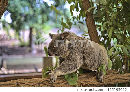Koala bear in Australia on a tree Koala bear in Australia on a tree 135193012