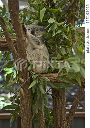 Koala bear in Australia on a tree Koala bear in Australia on a tree 135193013