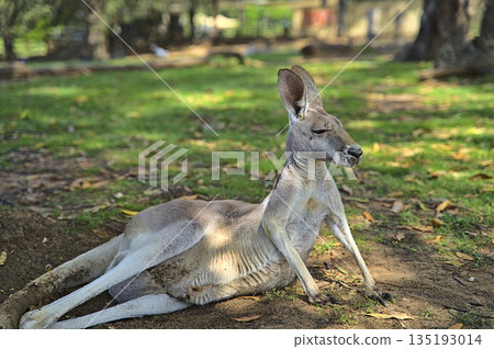 West Australian giant kangaroo lying on the ground 135193014