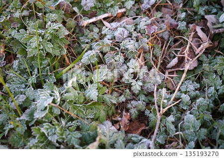 地面上的霜凍景觀 135193270