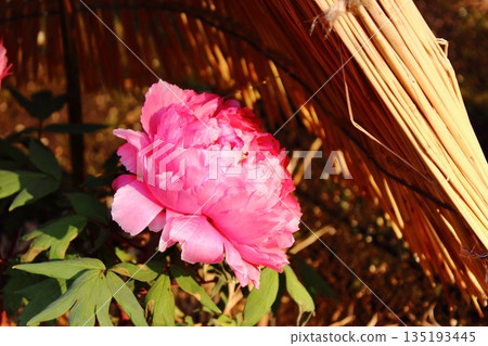 A winter peony named "Shinkimon" bloomed at the Ueno Peony Garden in January 2026. A winter peony named "Shinkimon" bloomed at the Ueno Peony Garden in January 2026. 135193445