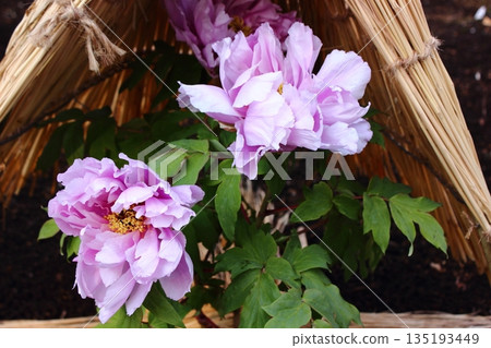 A winter peony called "Purple Erina" bloomed at the Ueno Peony Garden in January 2026. 135193449