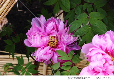 2026 年 1 月，上野牡丹園盛開了一株名為「春之妝」的冬牡丹（1）。 135193450