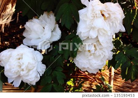 A winter peony named "Lady" blooming at the Ueno Peony Garden in January 2026 A winter peony named "Lady" blooming at the Ueno Peony Garden in January 2026 135193453