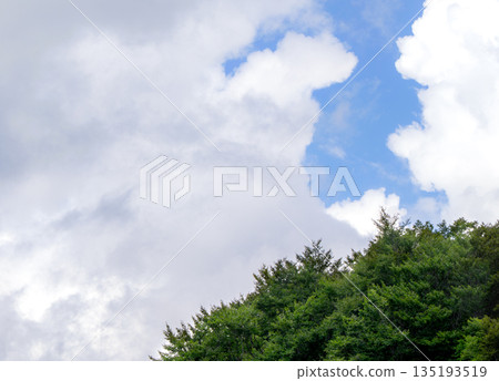 White clouds in the summer sky and fresh green forest 135193519