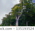Fresh green beech trees and forest scenery 135193524