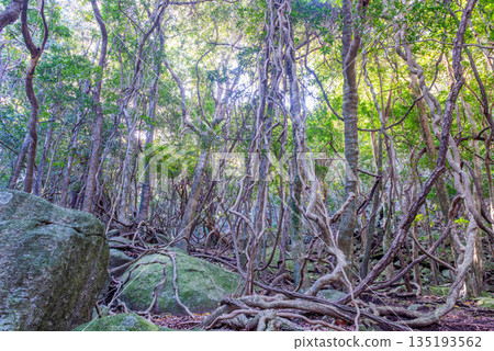 Ivy Vine Forest, Yakushima, a World Heritage Site (Spring) 135193562