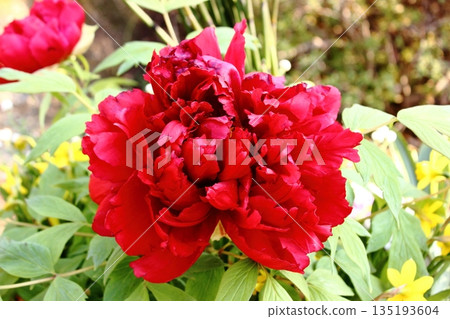 Bright red winter peonies blooming at Ueno Peony Garden in January 2026 135193604