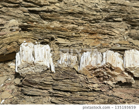Fibrous gypsum (selenite) layer in sedimentary rock, Eilat Mountains, Israel Fibrous gypsum (selenite) layer in sedimentary rock, Eilat Mountains, Israel 135193659