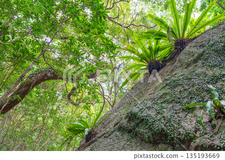 Otaniwatari Forest, Yakushima, a World Natural Heritage Site (Spring) Otaniwatari Forest, Yakushima, a World Natural Heritage Site (Spring) 135193669
