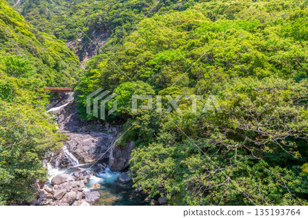 世界自然遺產屋久島清新翠綠的山谷（春季） 135193764