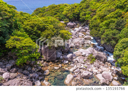 世界自然遺產屋久島清新翠綠的山谷(春季) 世界自然遺產屋久島清新翠綠的山谷(春季) 135193766