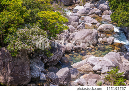 世界自然遺產屋久島清新翠綠的山谷(春季) 世界自然遺產屋久島清新翠綠的山谷(春季) 135193767