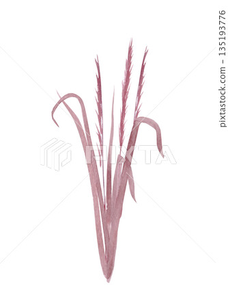 Sea grass watercolor bouquet with tall airy stems, soft organic lines, hand-painted in muted blush tones and isolated on white, perfect for coastal wedding design, stationery, branding, modern decor. 135193776