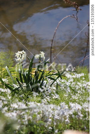 水邊盛開的白色花朵:水仙花 水邊盛開的白色花朵:水仙花 135193806