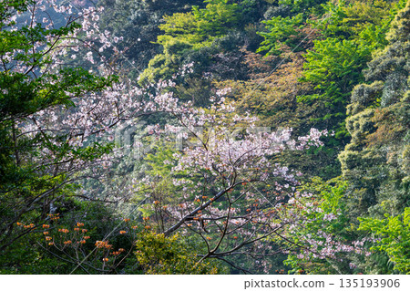 屋久島，眾神居住之地，櫻花盛開，綠意盎然（春季） 135193906