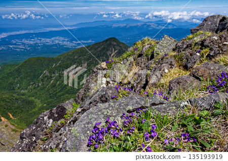 Alpine plants bloom in the Yatsugatake Mountains, with Lake Suwa and the Yari-Hotaka Mountains seen from Yokodake Alpine plants bloom in the Yatsugatake Mountains, with Lake Suwa and the Yari-Hotaka Mountains seen from Yokodake 135193919