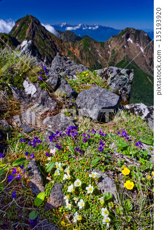 Alpine plant communities on Mt. Yokodake in the Yatsugatake Mountain Range, Mt. Akadake, Mt. Amidadake, and the Southern Alps Alpine plant communities on Mt. Yokodake in the Yatsugatake Mountain Range, Mt. Akadake, Mt. Amidadake, and the Southern Alps 135193920