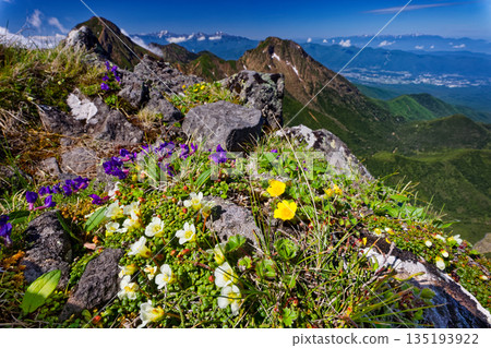 Alpine plant communities on Mt. Yokodake in the Yatsugatake Mountain Range, Mt. Akadake, Mt. Amida, the Southern Alps, and the Central Alps 135193922